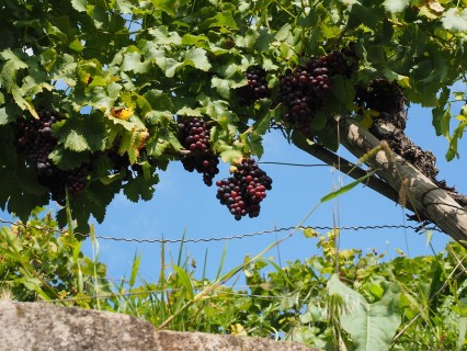 Vendemmia in Sardegna, uve sane nonostante l'instabilità del clima
